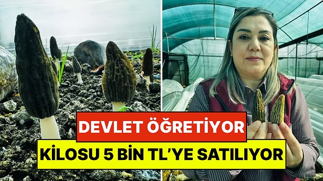 Devlet Çiftçiye Eğitimini Veriyor: Nadir Mantarın Kilosu 5 Bin Liraya Satılıyor