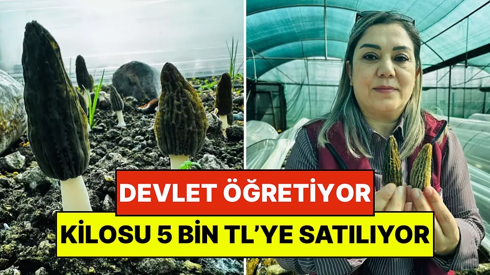 Devlet Çiftçiye Eğitimini Veriyor: Nadir Mantarın Kilosu 5 Bin Liraya Satılıyor