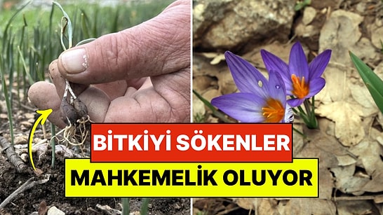 Bu Bitkiyi Sökenler Davalık Oluyor: Toros Kardeleninin Üretimi Sadece İzinle Yapılabiliyor