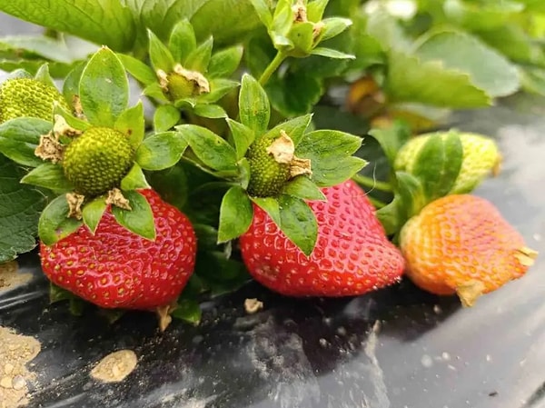 Hasadı her mevsim yapılan çilek: Köprübaşı çileği