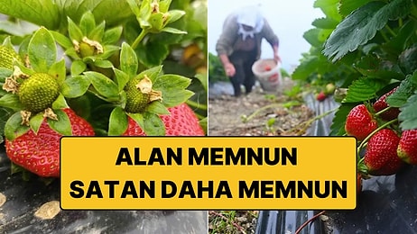 Dört Mevsim Hasadı Süren Coğrafi İşaretli Meyve Üreticinin Yüzünü Güldürdü