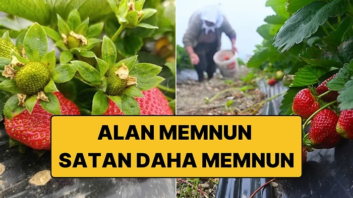 Dört Mevsim Hasadı Süren Coğrafi İşaretli Meyve Üreticinin Yüzünü Güldürdü