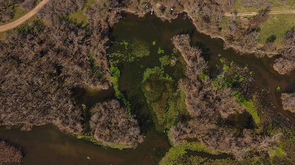 Türkiye’deki dört longozdan biri olan Karacabey Longozu oldukça özel ekosisteme sahip.