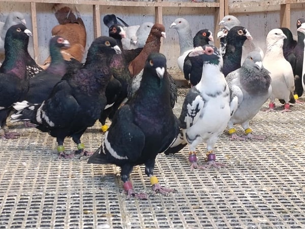 "1 milyon lirayı bulan güvercin var"