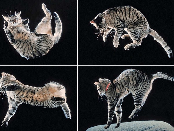 Yeni araştırma ise dikkatleri doğrudan kedilerin omurgasına çevirdi.