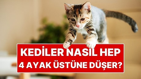 Kedilerin Hep Dört Ayak Üstüne Düşmelerinin Sırrı Ortaya Çıktı