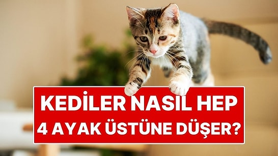 Kedilerin Hep Dört Ayak Üstüne Düşmelerinin Sırrı Ortaya Çıktı