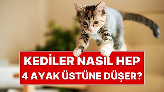 Kedilerin Hep Dört Ayak Üstüne Düşmelerinin Sırrı Ortaya Çıktı