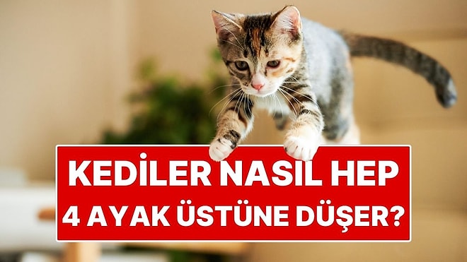 Kedilerin Hep Dört Ayak Üstüne Düşmelerinin Sırrı Ortaya Çıktı