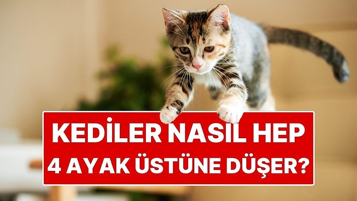 Kedilerin Hep Dört Ayak Üstüne Düşmelerinin Sırrı Ortaya Çıktı