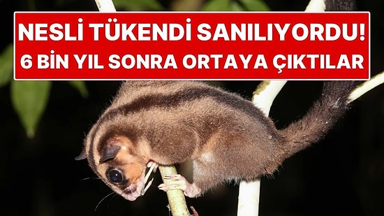Nesli Tükendi Sanılıyordu: 6 Bin Yıl Sonra İki Kayıp Hayvan Türü Ortaya Çıktı