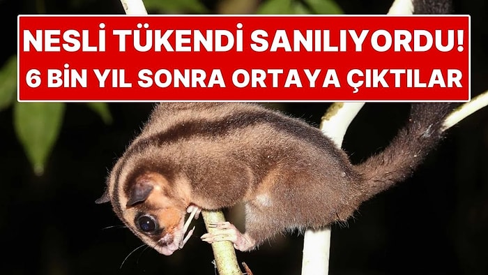 Nesli Tükendi Sanılıyordu: 6 Bin Yıl Sonra İki Kayıp Hayvan Türü Ortaya Çıktı