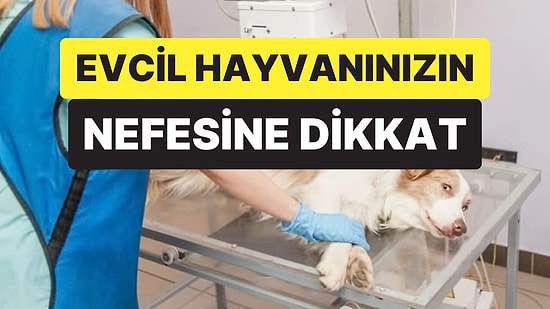 Veteriner Uyardı: Evcil Hayvanınızın Nefesindeki Bu Değişim Ciddi Hastalığın İşareti Olabilir
