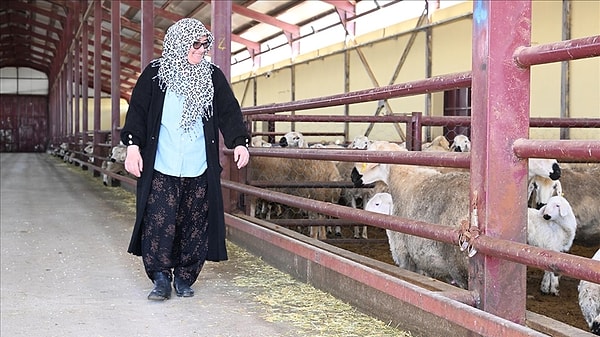 Kayseri’de uzun yıllar muhasebecilik yapan üç çocuk annesi Asiye Sağır, mesleğini bırakıp memleketine dönerek hayvancılığa yöneldi.