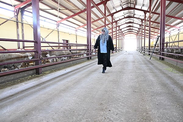 Asiye Sağır, çocukluk yıllarından bu yana hayvancılığa ilgi duyduğunu belirterek, muhasebecilik yaptığı dönemde de bu hayali aklından çıkarmadığını söyledi.