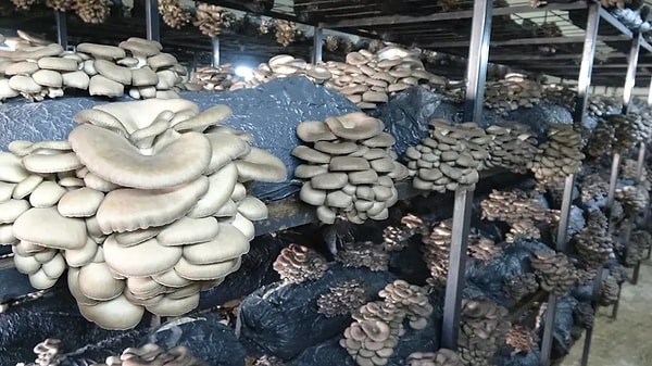 İlçede üretim yapan Mürsel Aksar, işletmesini 2021 yılında Tarım ve Kırsal Kalkınmayı Destekleme Kurumu’ndan aldığı 480 bin liralık hibe desteğiyle kurdu.