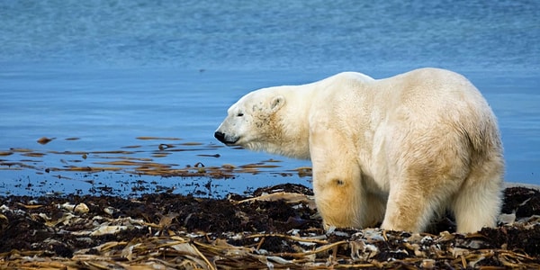 Rakamlar oldukça çarpıcı... Araştırmacılar, son 10 yıldaki ısınma hızının önceki dönemlerin üstüne çıktığını söylüyor.