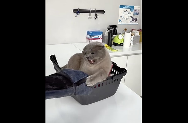 Peki bir kedi neden bu kadar öfkeli olabilir?