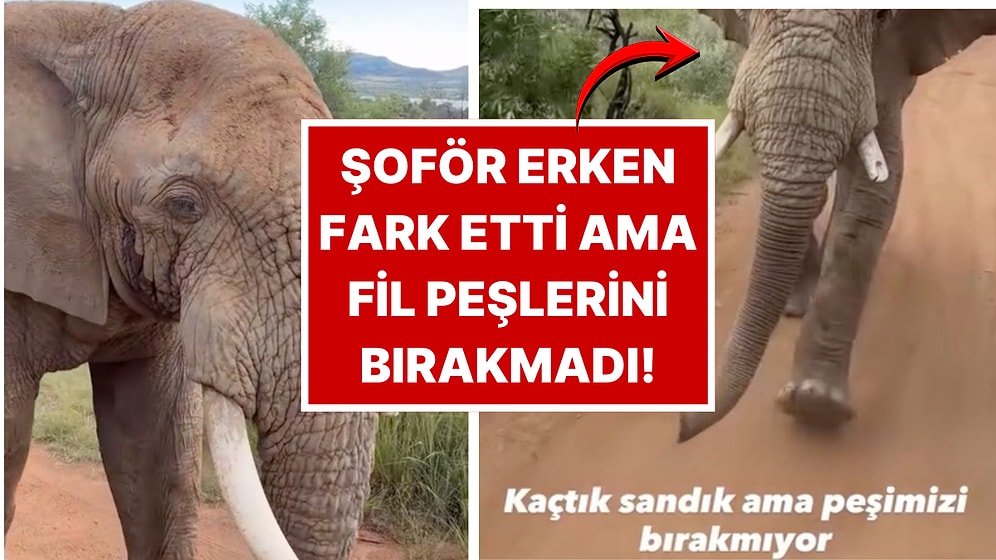 Safari Turuna Katılan Bir İçerik Üreticisi Filin Saldırısını Saniye Saniye Kaydetti
