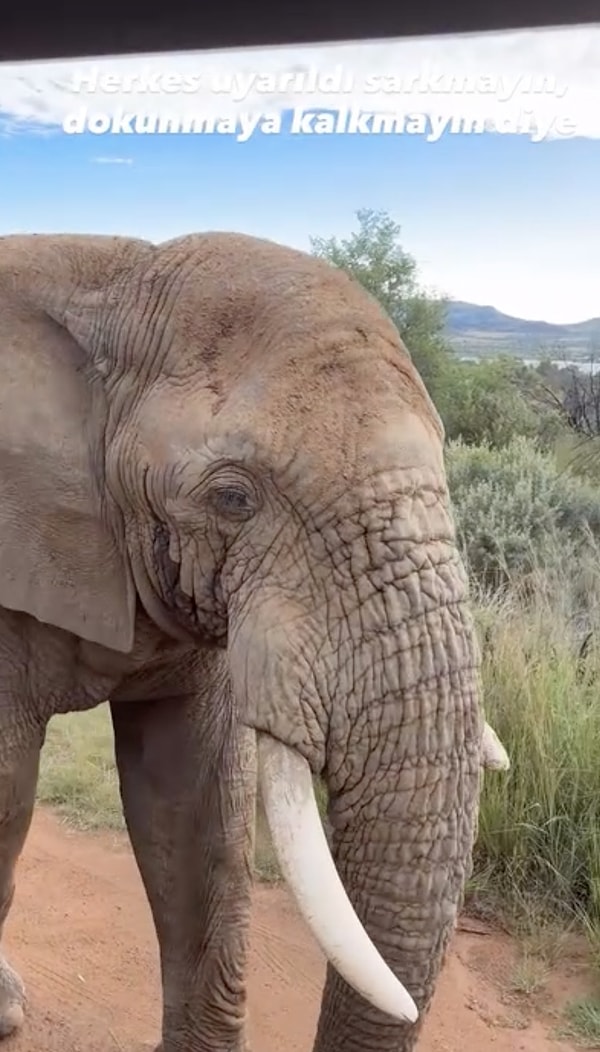 According to the account given by the content creator, the guide cautioned the tourists in the vehicle against touching the animals and leaning out of the vehicle.