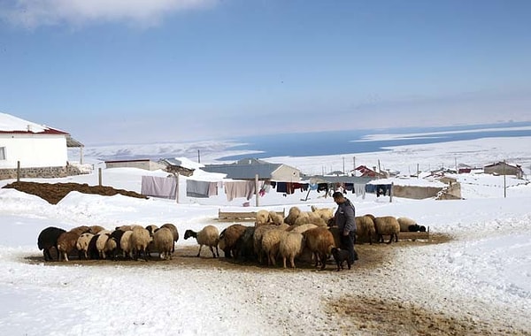 Süphan Dağı'nın eteğinde bir "Antarktika" esintisi yaşanıyor.