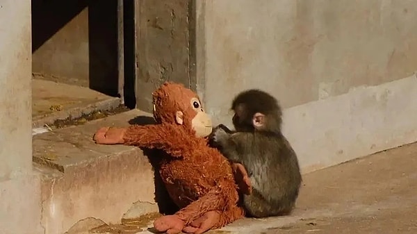 Annesi tarafından terk edildi, izleyenleri yasa boğdu.