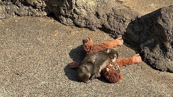 She found solace in the toy monkey.