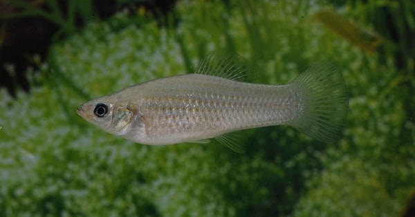 Erkekle temas var ama genetik katkı yok