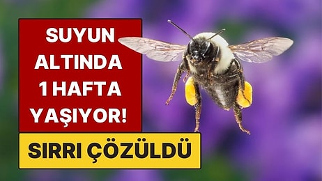7 Gün Suyun Altında Yaşayan Arıların Sırrı Ortaya Çıktı