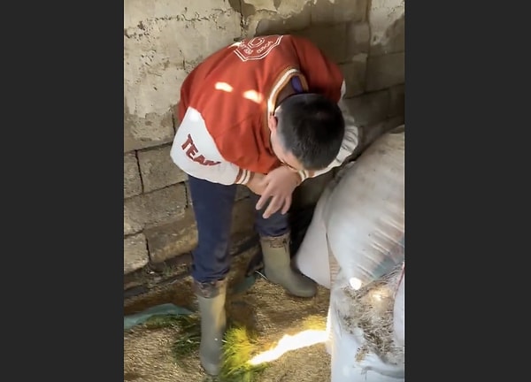 Peki fare ısırmasının tehlikeleri neler?