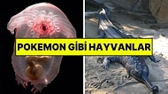 Gerçekten Var Olduğuna İnanamayacağınız Nadir Bulunan Hayvanlar