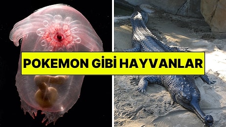 Gerçekten Var Olduğuna İnanamayacağınız Nadir Bulunan Hayvanlar