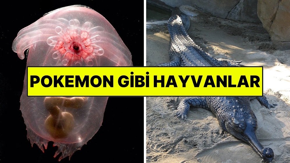 Gerçekten Var Olduğuna İnanamayacağınız Nadir Bulunan Hayvanlar
