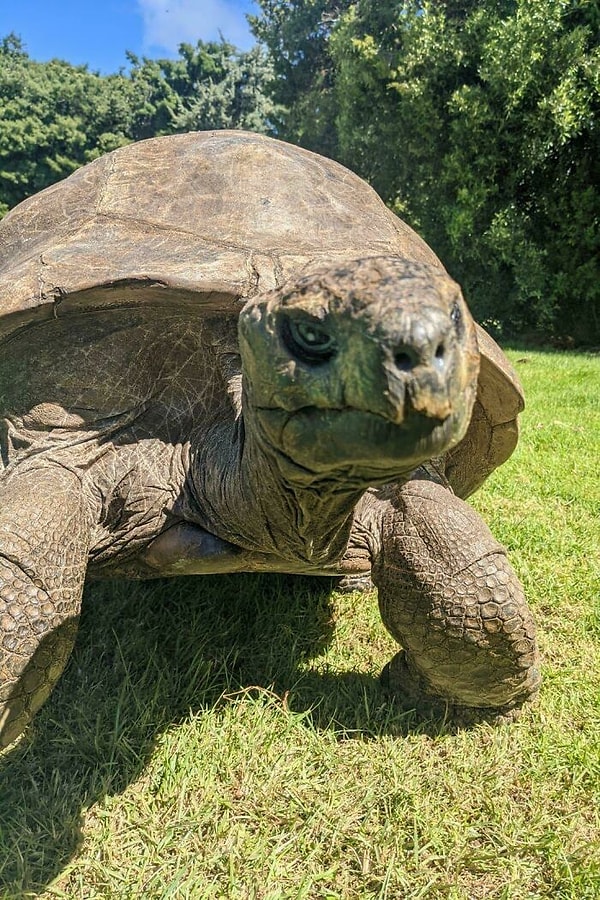 192 yaşındaki kaplumbağa hala hayatta
