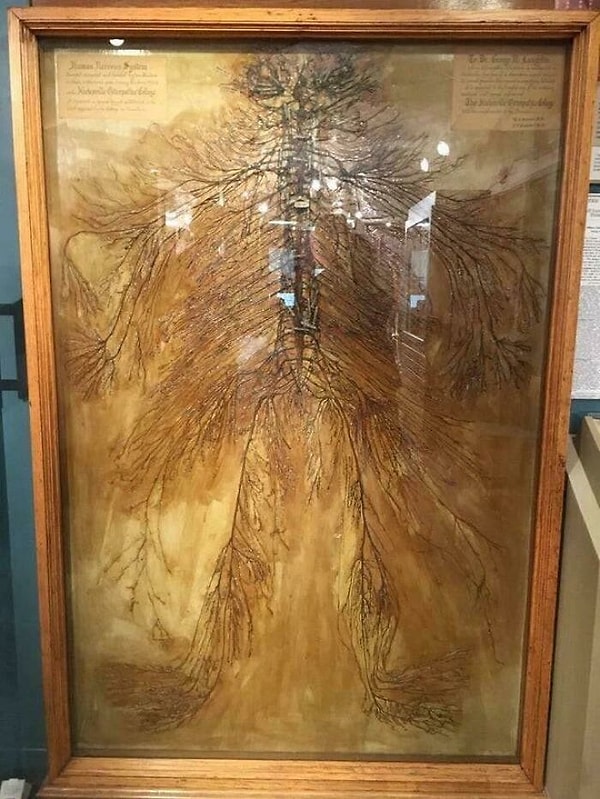 İnsan sinir sistemi tek parça halinde sergilendi