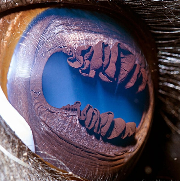 Bir lamanın gözü yakından bakıldığında oldukça farklı görünüyor