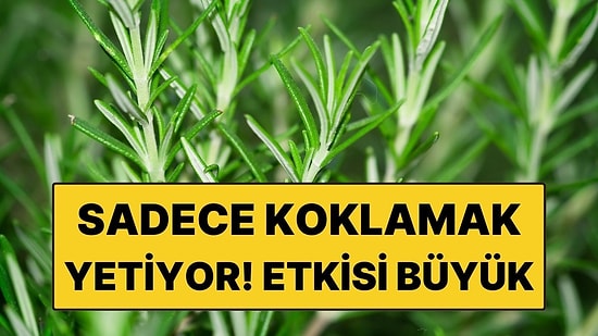 Sadece Koklamak Yetiyor: Biberiye Hafızayı Güçlendirmede Ezber Bozdu