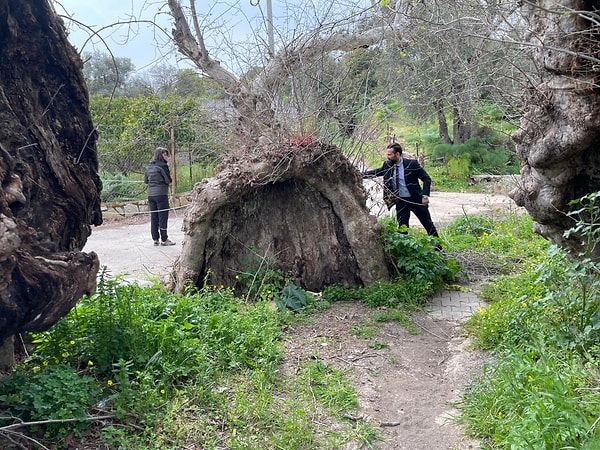 Yakaköy Mahallesi'nde doğa yürüyüşüne çıkan doğasever Mustafa Ünlü, bölgede devasa boyutlarda bir çınar ağacı olduğunu fark ederek durumu Bodrum Orman İşletme Şefliği ekiplerine bildirdi.