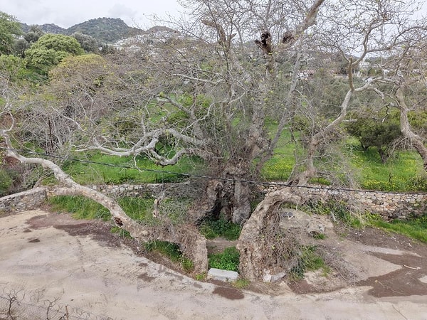 İhbar üzerine bölgeye sevk edilen uzman ekiplerce gerçekleştirilen ilk teknik incelemede, ağacın gövde çevresinin 19 metre 20 santimetre olduğu kayıt altına alındı.