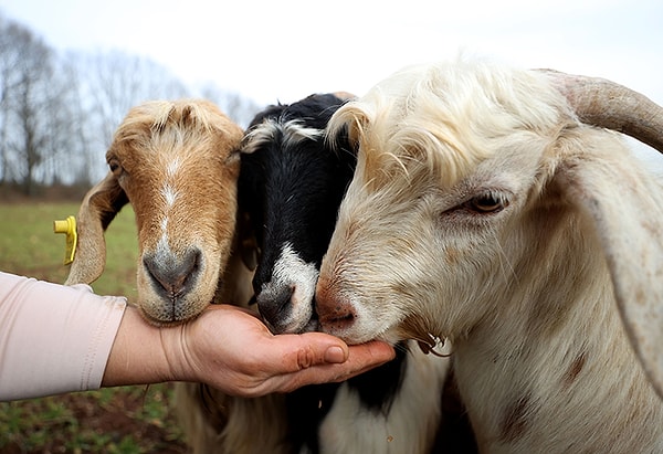 Doğal üretimle gelen disiplinli yaşam ile herkese örnek oluyor.