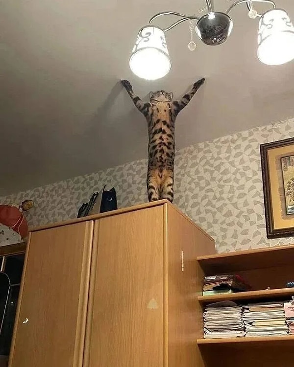 4. "Kendimi kimseye kullandırtmayacağım" dedikten sonra ev kolonuna dönüşen kedi..