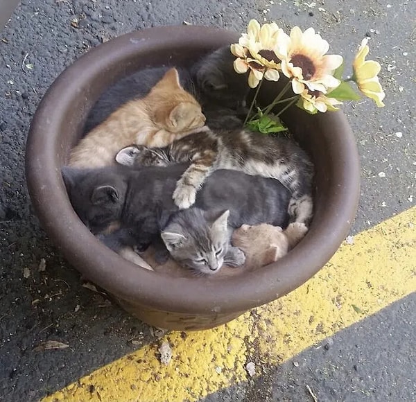 7. Sadece Japonya'da görülen eşsiz bir bitki türü. İsmi de CATtus.