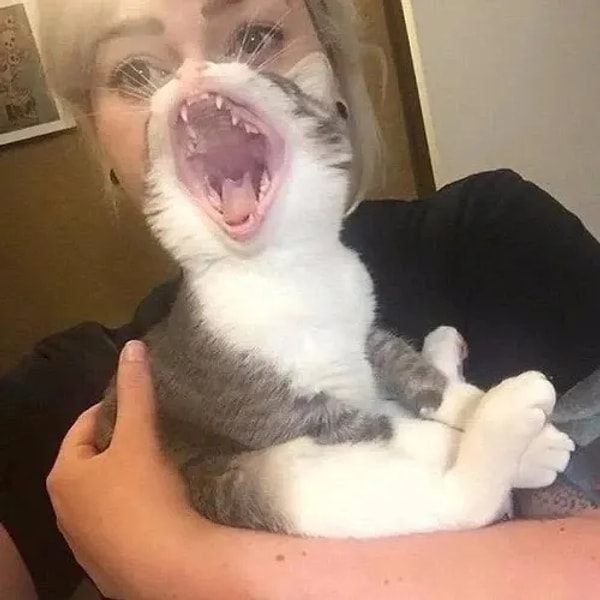 10. Balıklı mama yedikten sonra burnumuzun dibinde esnemeleri yok mu bi' de...