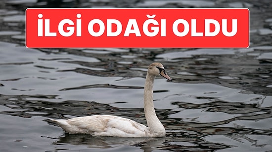 İstanbul Boğazı’nda Tek Başına Yüzen Kuğu Vatandaşların İlgi Odağı Oldu