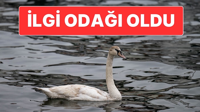 İstanbul Boğazı’nda Tek Başına Yüzen Kuğu Vatandaşların İlgi Odağı Oldu