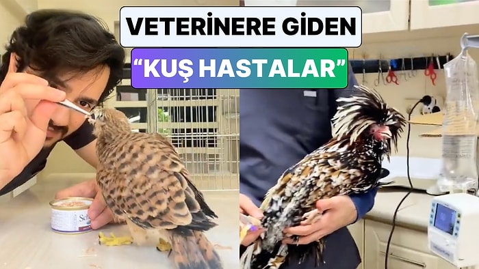 Horozun Getirilme Sebebi Üzdü: Bir Veteriner Kliniğine Gelen Kuşları ve Yaşadıkları Problemleri Paylaştı