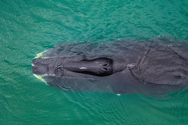 Dev Canlılarda Kanser Paradoksu Çözüldü