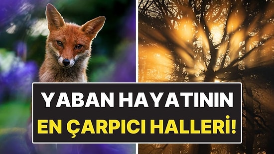 Yaban Hayatını En Çarpıcı Haliyle Gösteren 15 Ödüllü Kare!