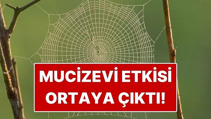 Örümcek Ağlarının Mucizevi Etkisi Keşfedildi: Tedavisi Başladı!