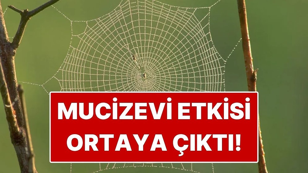 Örümcek Ağlarının Mucizevi Etkisi Keşfedildi: Tedavisi Başladı!